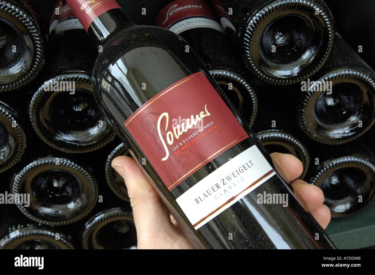 Flasche Wein, Rotwein - Blauer Zweigelt aus Österreich, Burgenland Stockfoto