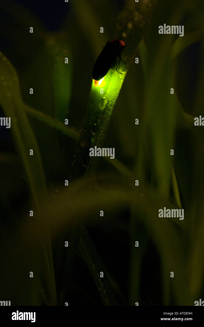 Firefly ruht auf Blatt in der Nacht Stockfoto