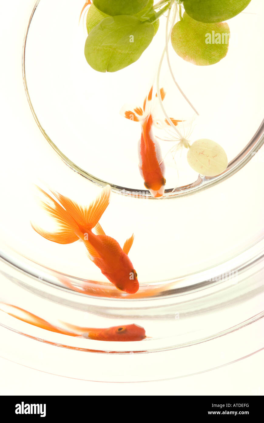 Goldfisch im Goldfischglas Stockfoto