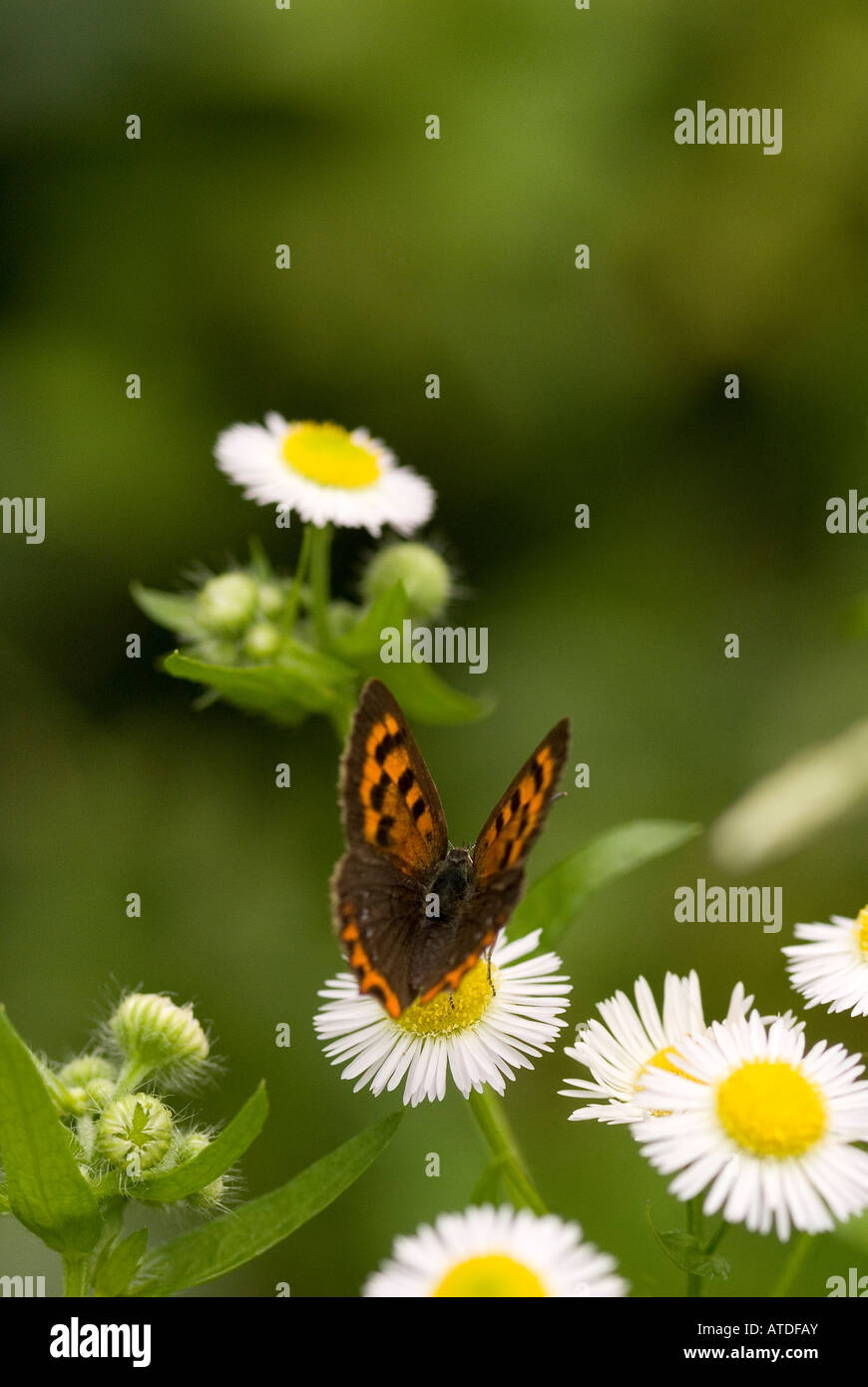 Kleine Kupfer Schmetterling Stockfoto