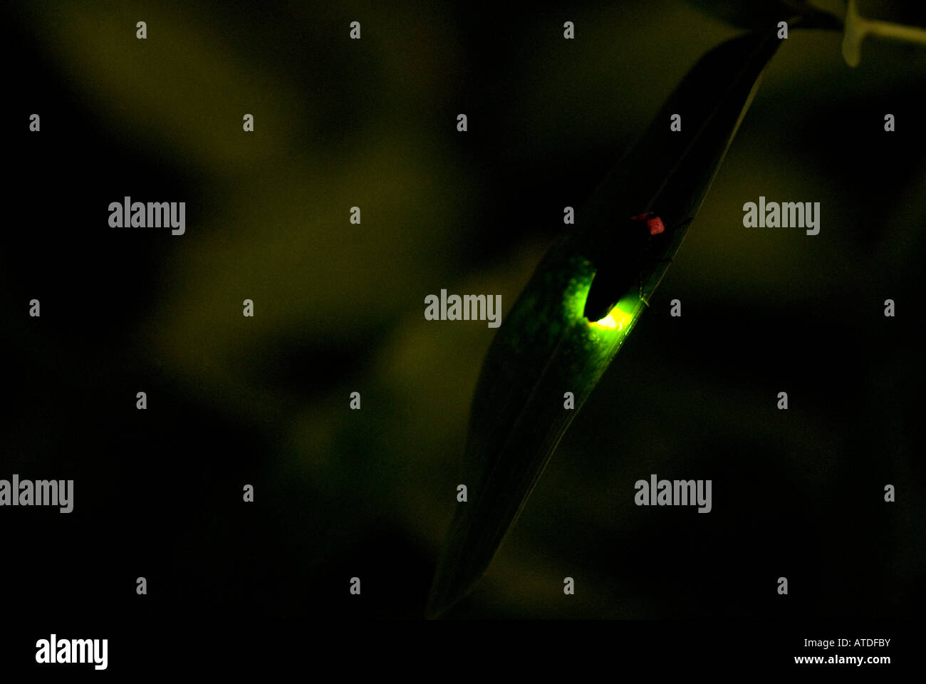Firefly ruht auf Blatt in der Nacht Stockfoto