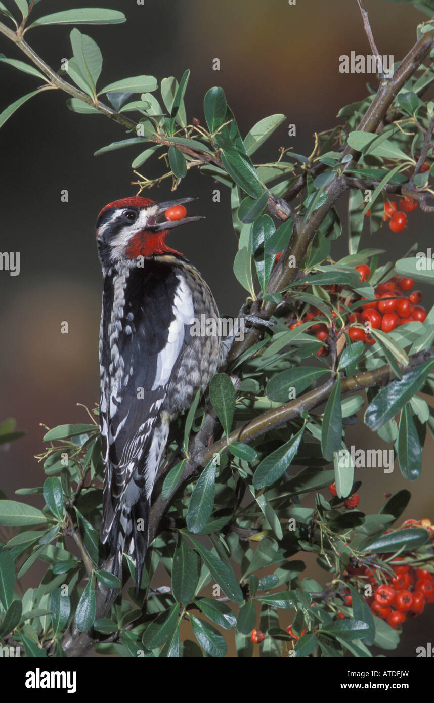 Rot-Himalaja-Sapsucker, Sphyrapicus Nuchalis, Pyracantha Beere Essen. Stockfoto