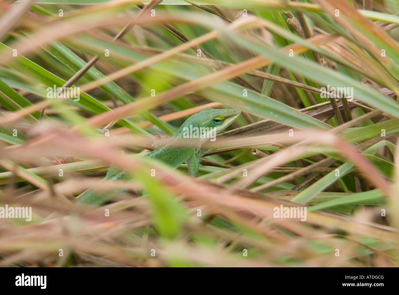 Eine kleine grüne Eidechse versteckt unter hohe Gräser in Victoria, Texas USA Stockfoto