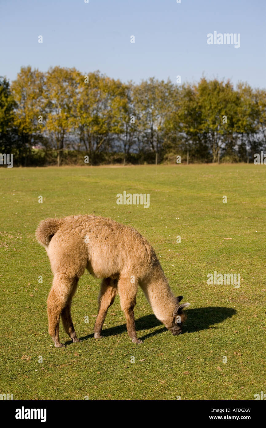 Alpaka Lama Pacos oder Vicugna pacos Stockfoto