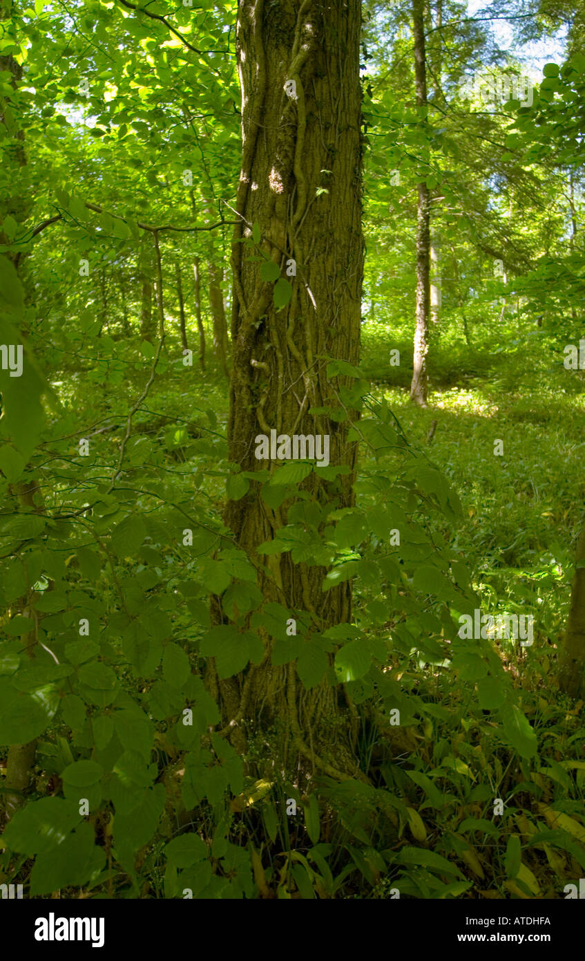 Nahaufnahme von einem Baumstamm in einem britischen Sommer Wald Stockfoto