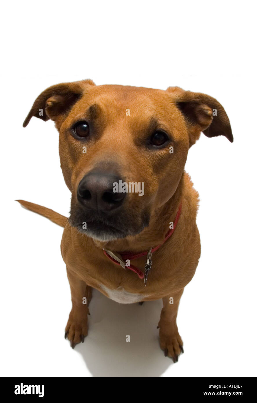 Pit Bull Hund vor weißem Hintergrund Stockfoto