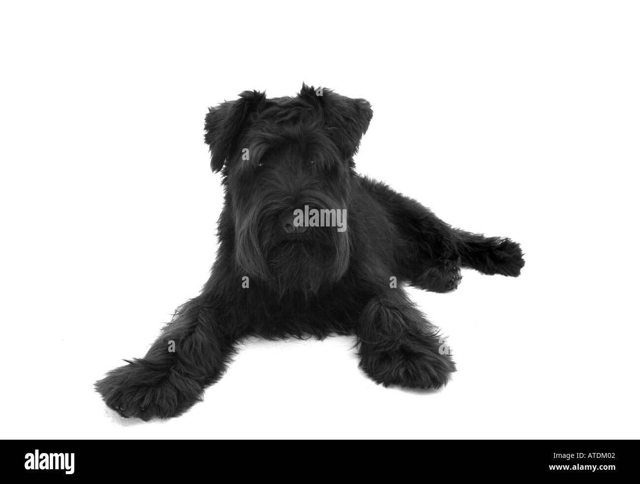 Junge schwarze Mini Schnauzer liegt auf einem weißen Hintergrund Stockfoto