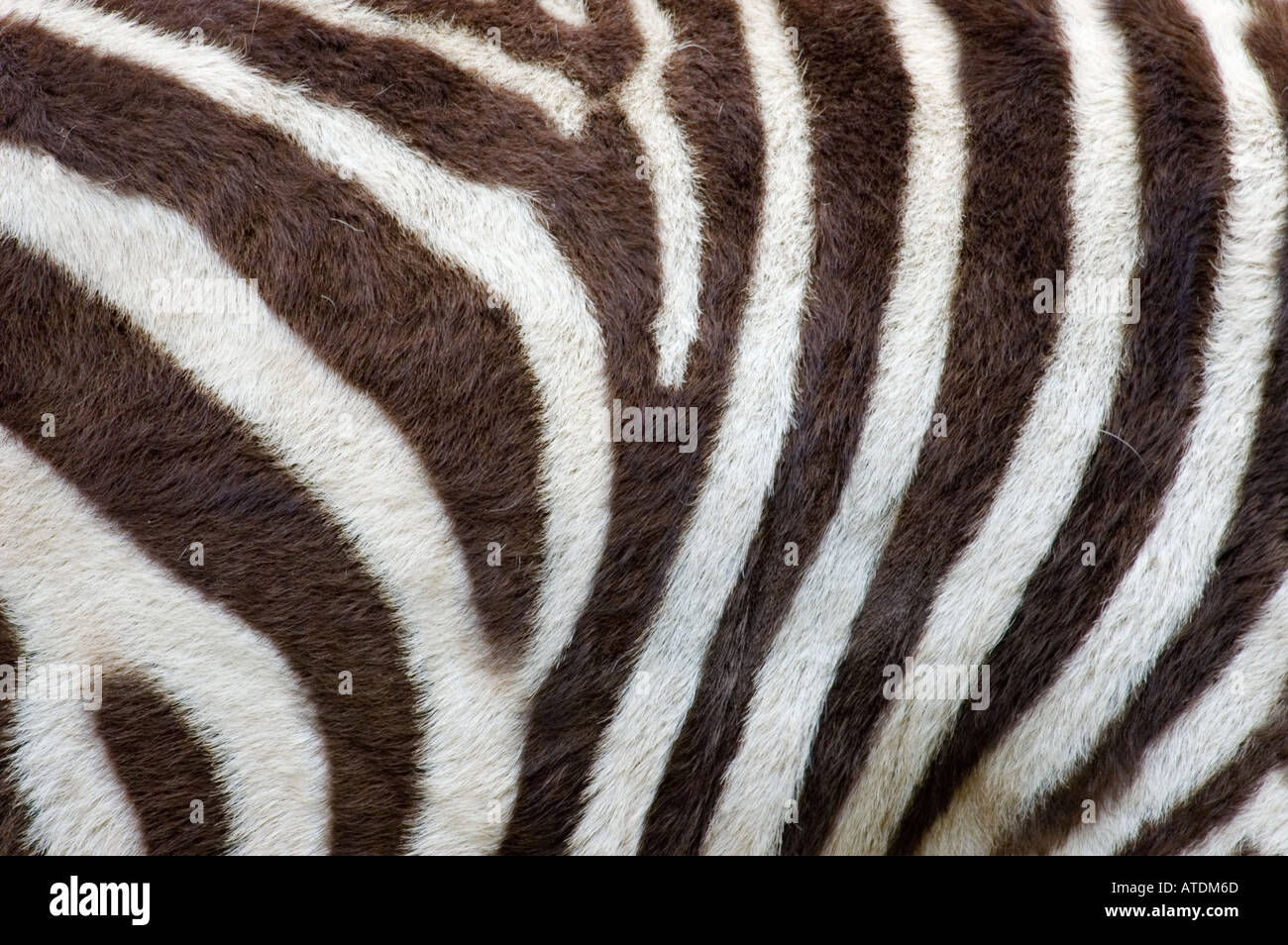 Zebra-Streifen Stockfoto