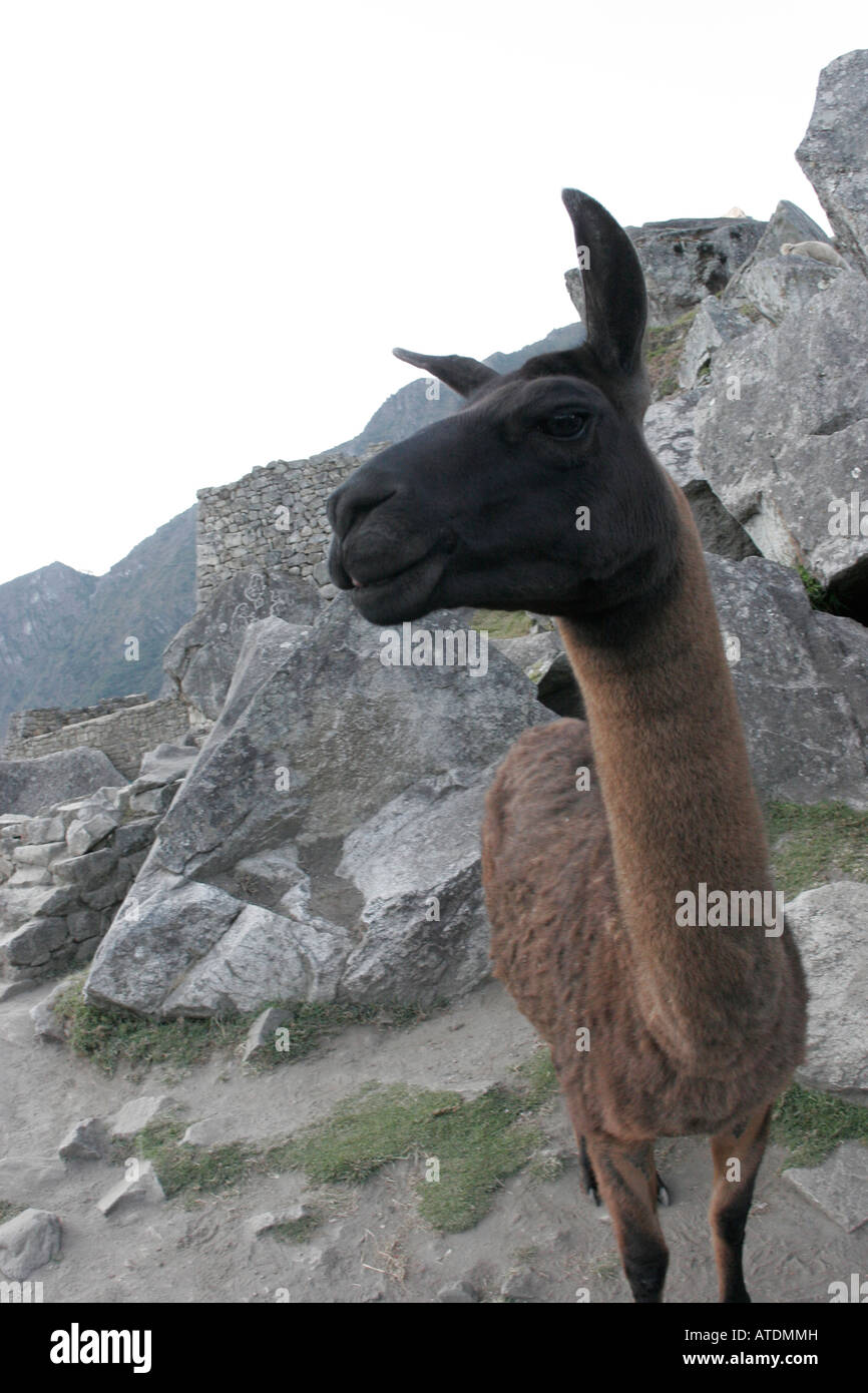 Lama am Machu Picchu Peru Stockfoto