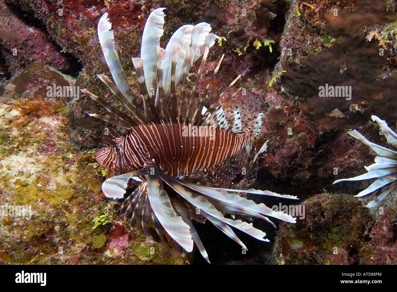 Feuerfische Turkeyfish Pterois Volitans Karibik-Bahamas Stockfoto