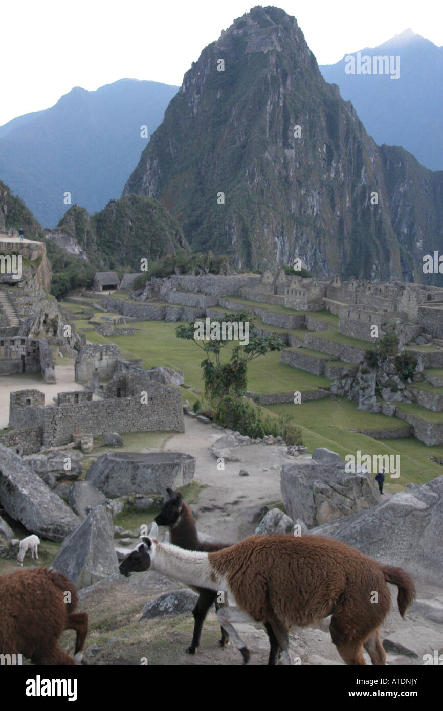 Lamas bei Machu Picchu Peru Stockfoto
