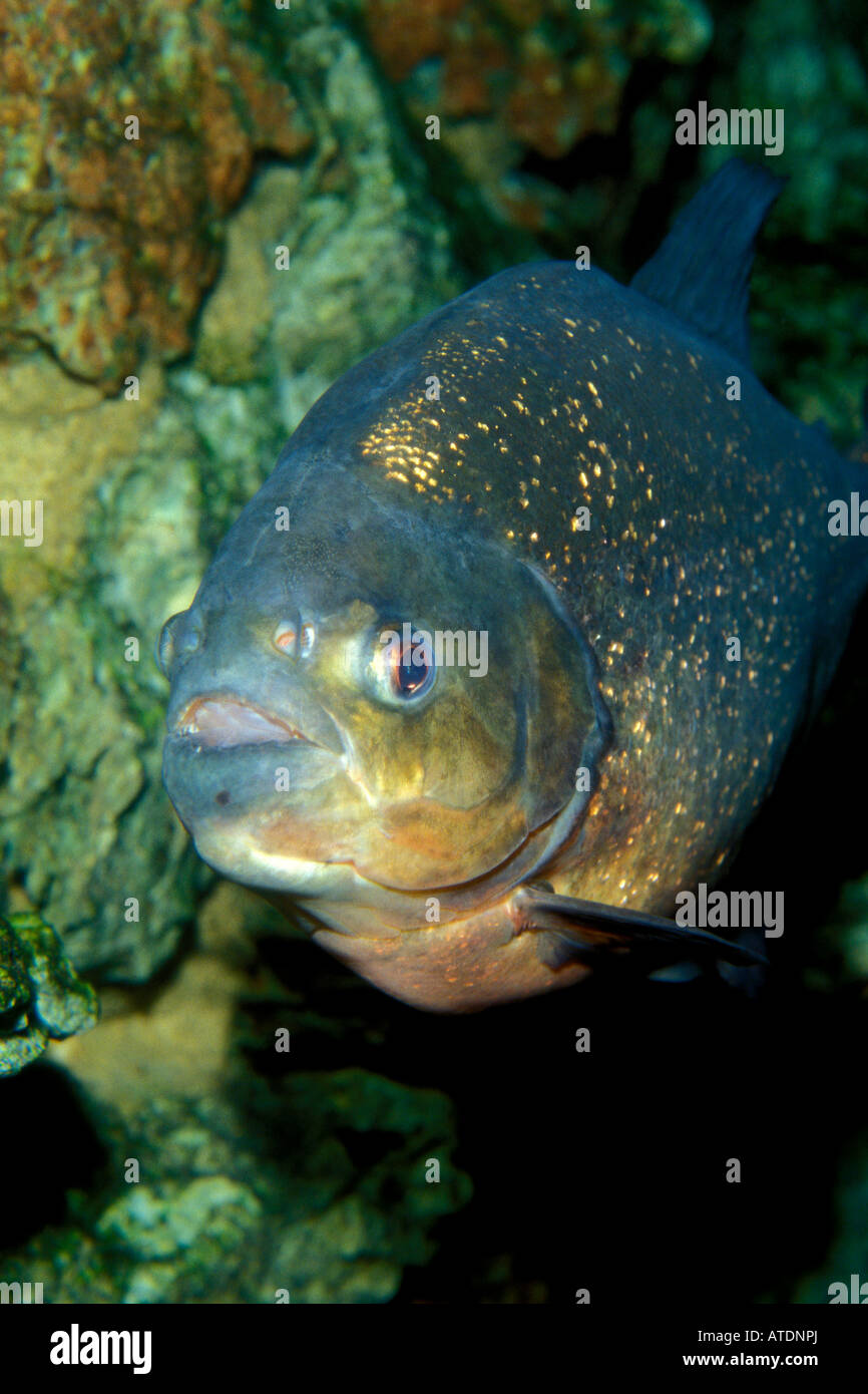 Piranha Serrasalmus sind sp in den Binnengewässern Afrikas und Südamerika gefunden. Stockfoto
