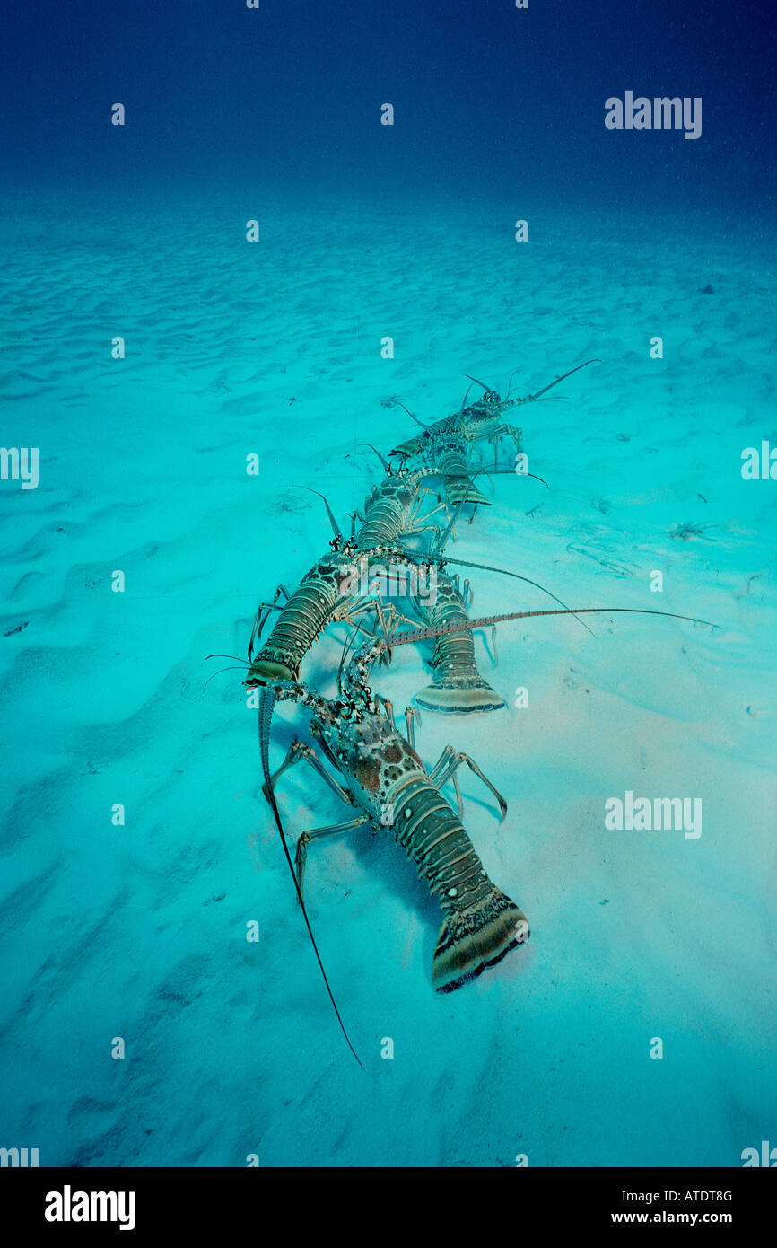 Karibik Languste Panulirus Argus Migration Karibik Atlantik Stockfoto