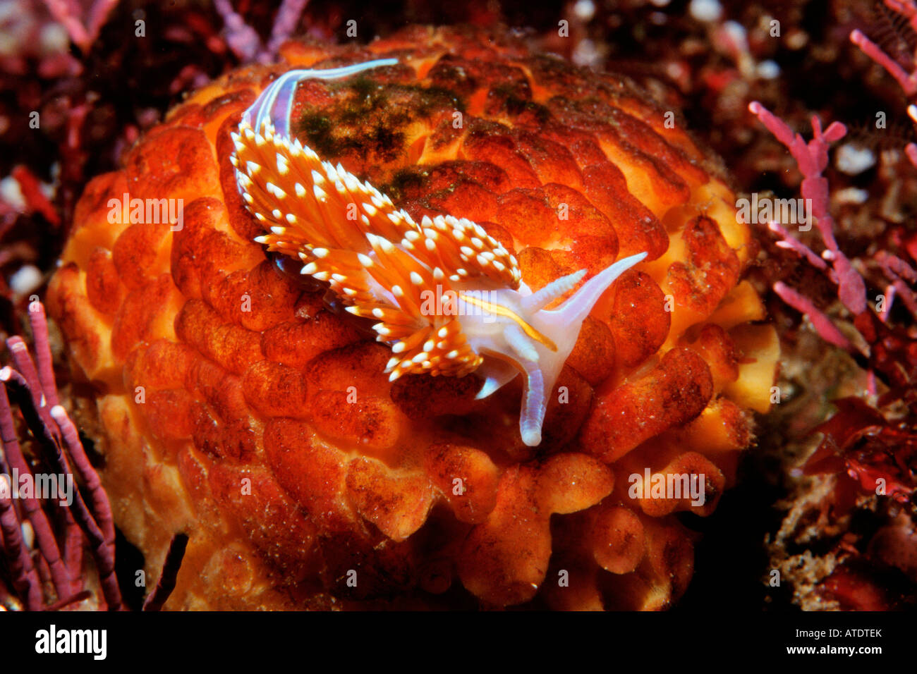 Dicken gehörnten Aeolid Hermissenda Crassicornis California Pacific Ocean Stockfoto