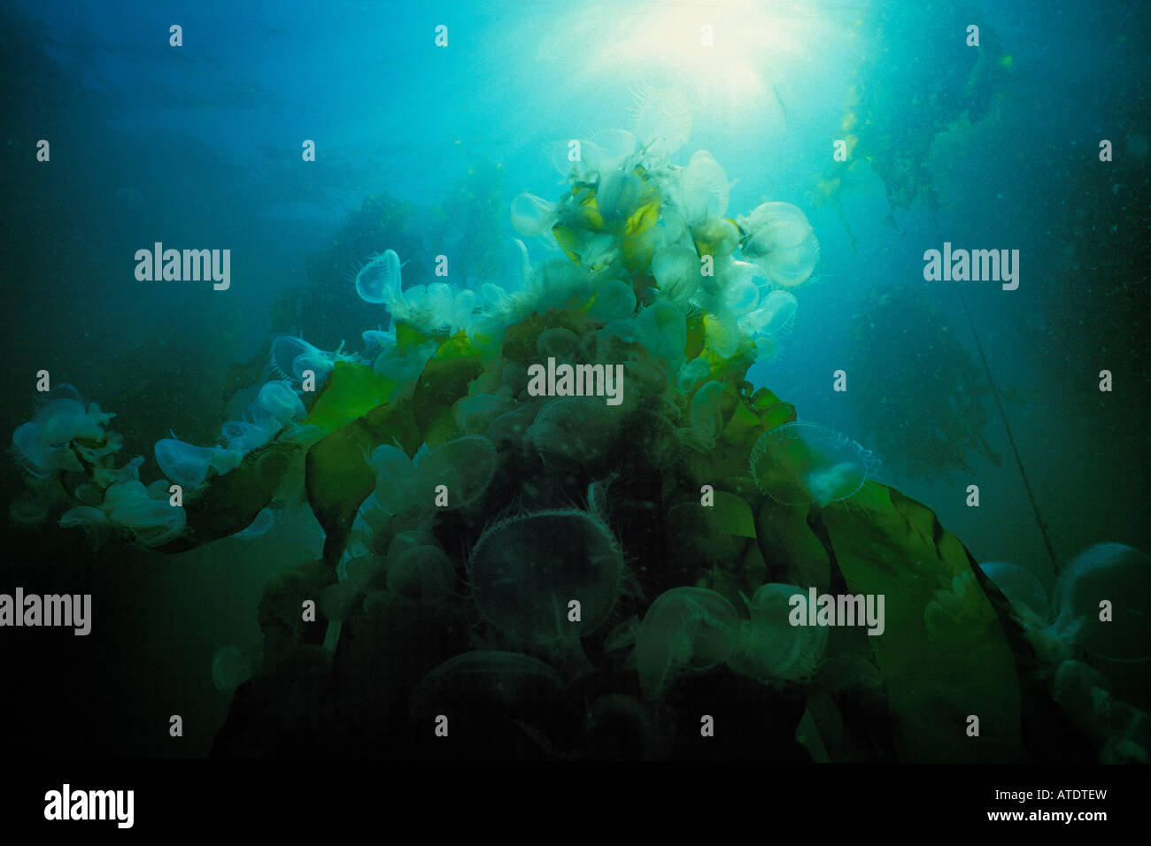 Lion Nacktschnecken Melibe Leonina British Columbia Pacific Ocean Stockfoto