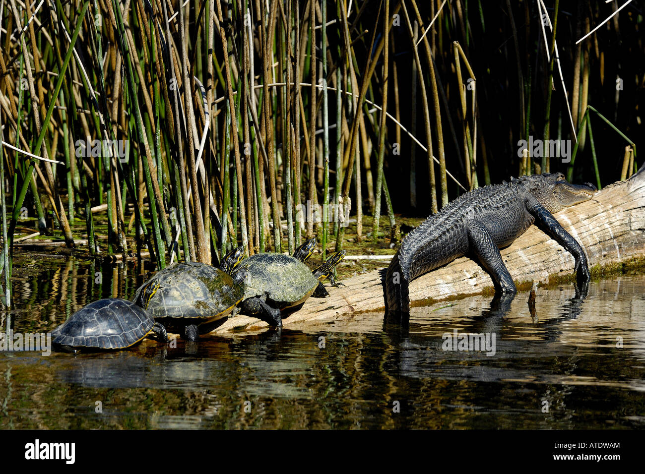 Amerikanischer Alligator Alligator Mississippiensis und Florida Red-bellied Schildkröte Chrysemys Nelsoni Florida Stockfoto
