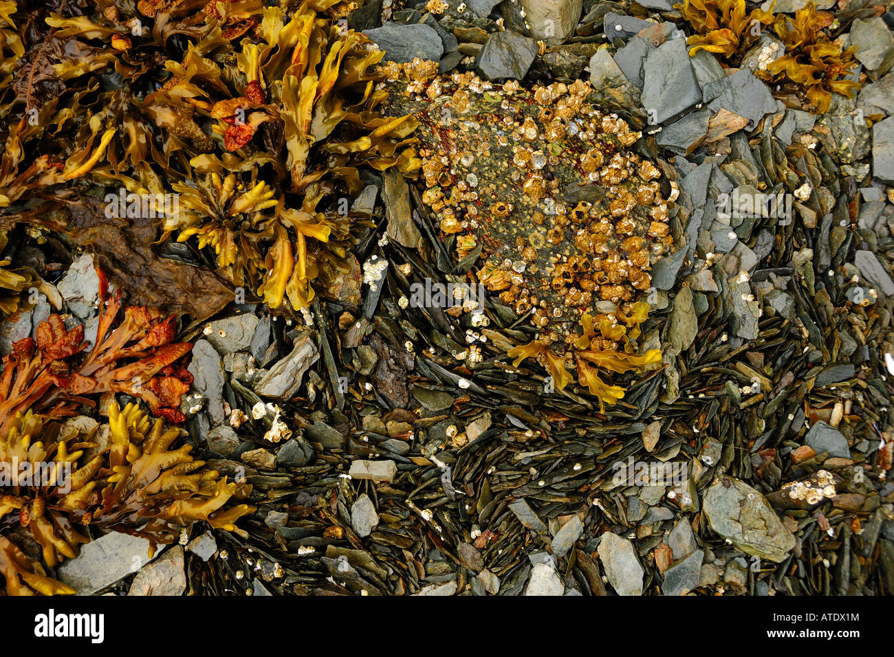 Rockweed Fucus sp in der Gezeitenzone Taku Bay Alaska Stockfoto