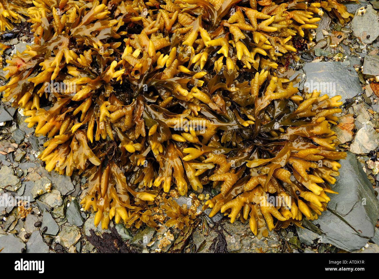 Rockweed Fucus sp in der Gezeitenzone Taku Bay Alaska Stockfoto