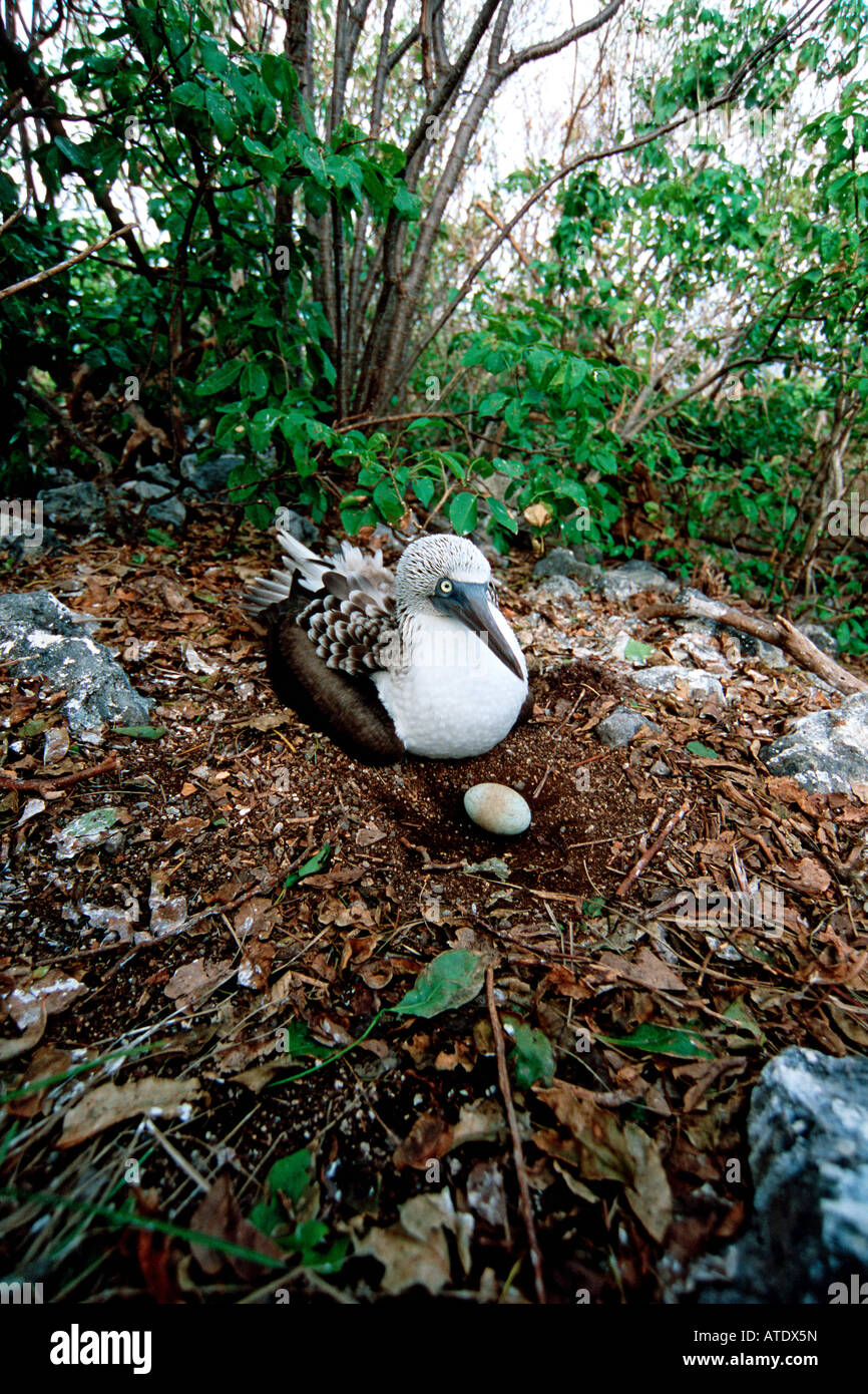 Footed Sprengfallen Sula Nebouxii Verschachtelung mit Ei Isabella ist Mexiko östlichen Pazifik Blau Stockfoto