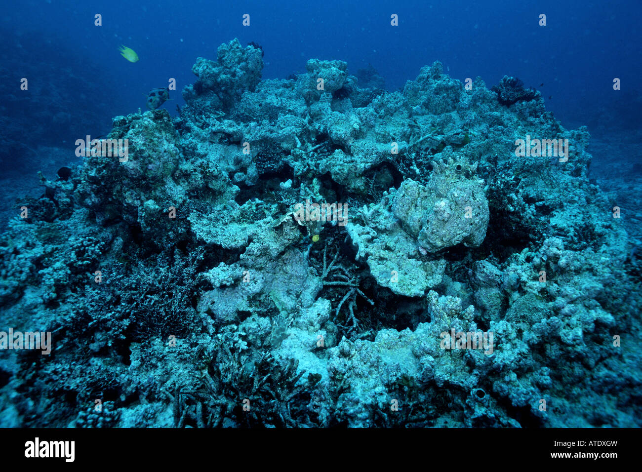 Tot gebleichte Koralle Stockfoto