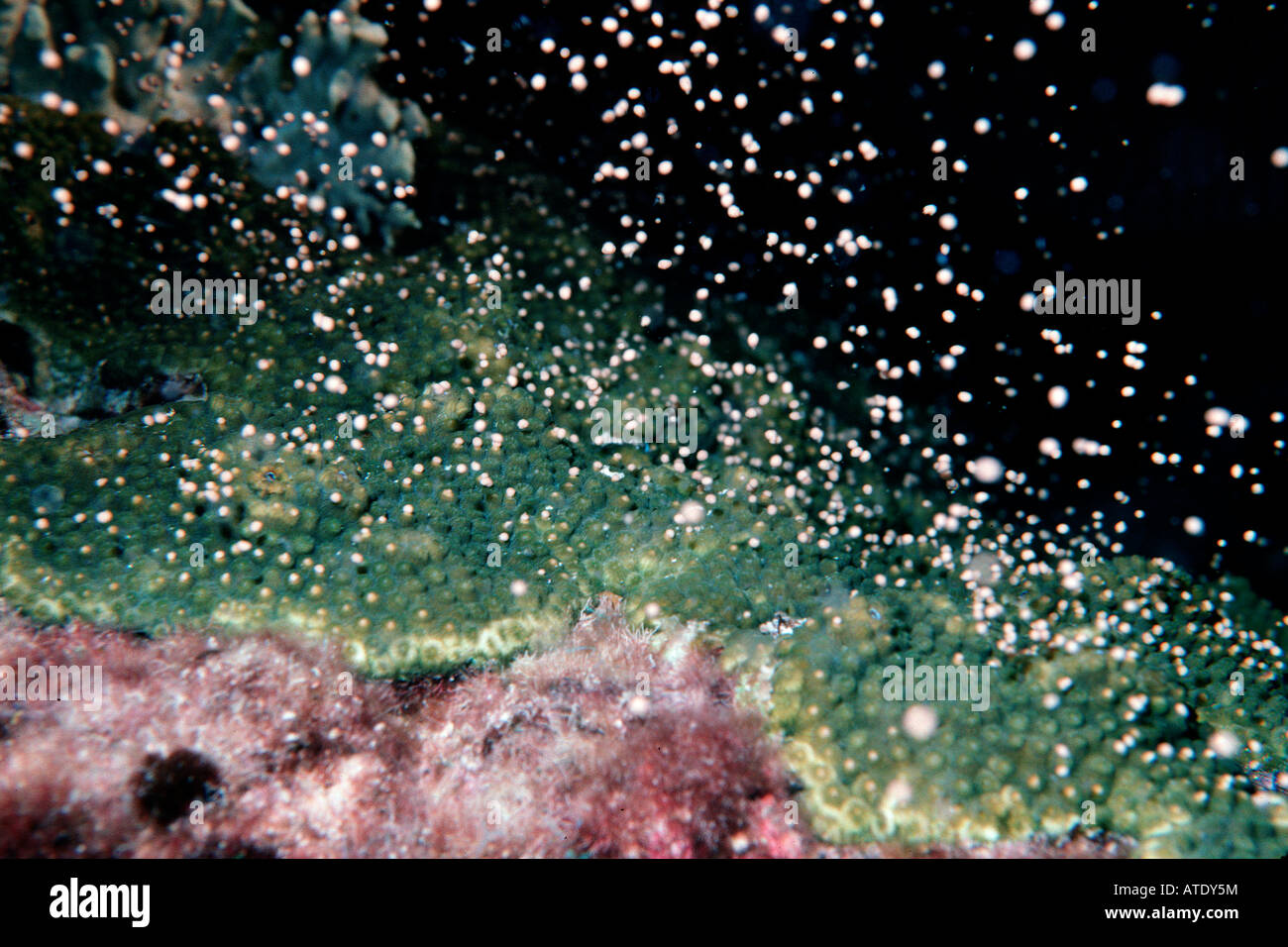 Boulder Sterne Korallen Montastrea Annularis laichen Karibik Atlantik Stockfoto