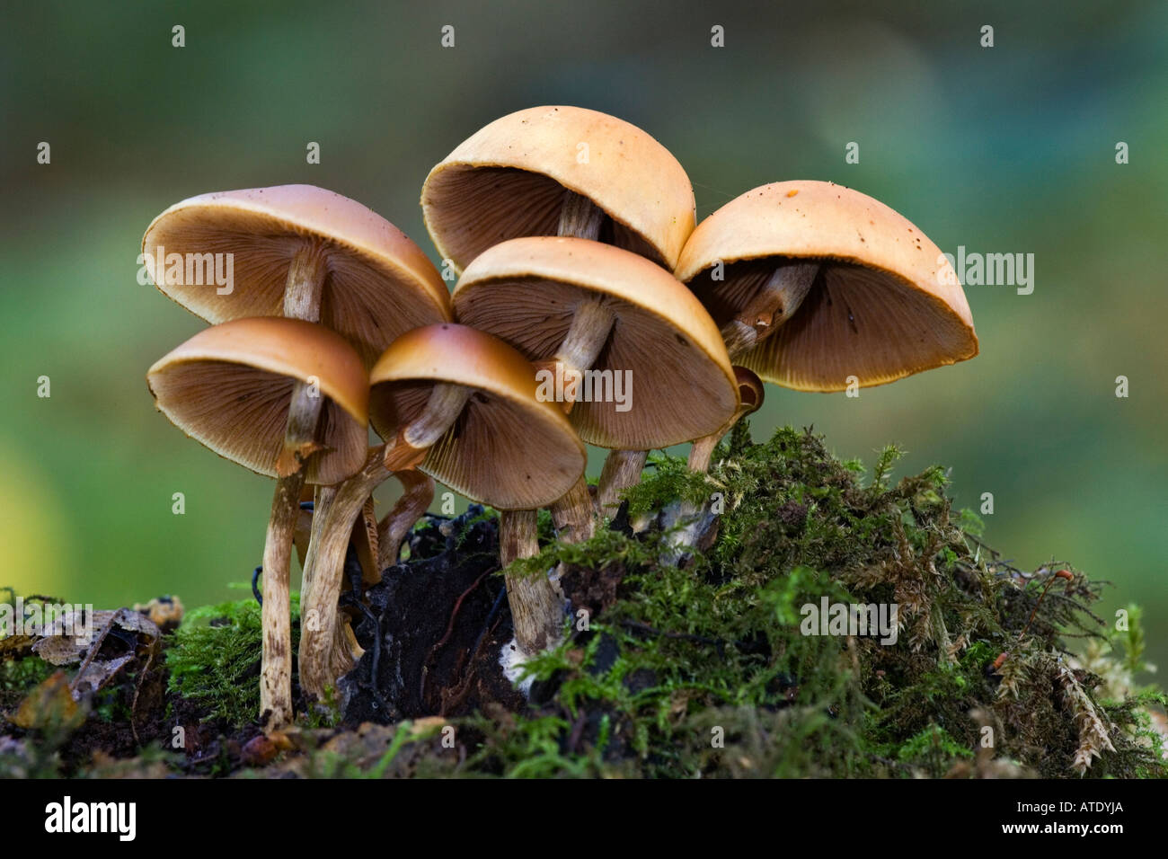 Grünblättriger Sublateritium - Brick Caps nette Gruppe wächst auf Log mit schönen entschärfen Hintergrund Chicksands Holz bedfordshire Stockfoto