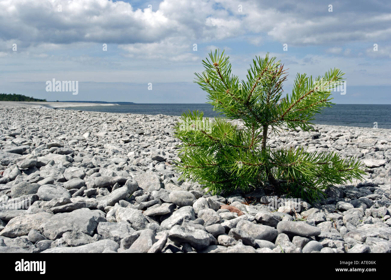 Kiefer-Anlage am Kiesstrand Stockfoto