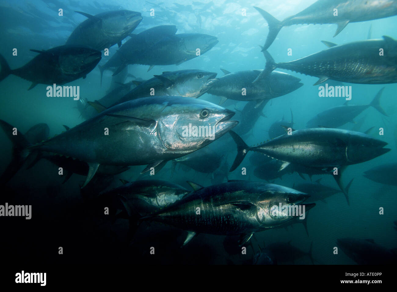 Roter Thun Thunnus Thynnus Stockfotos und bilder Kaufen Alamy