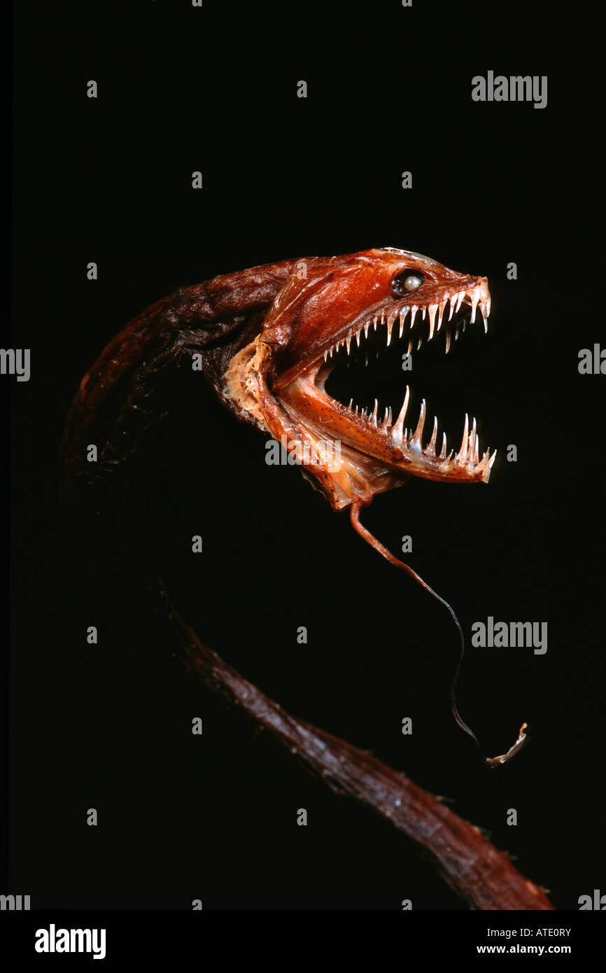 Dragonfish Idiacanthius antrostomus Stockfoto