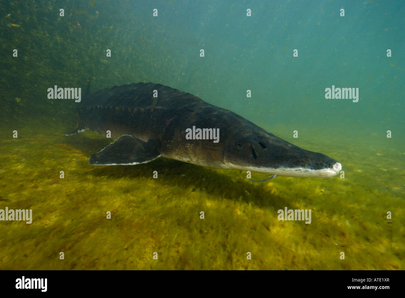 Weißer Stör Acipenser Transmontanus Oregon Stockfotografie Alamy