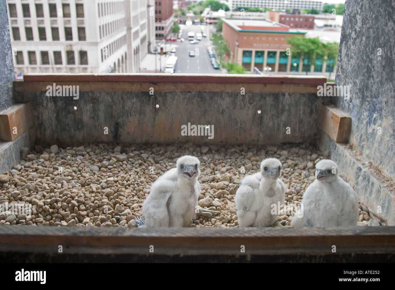 Wanderfalken-Küken im Nest auf einem Detroit-Hochhaus Stockfoto
