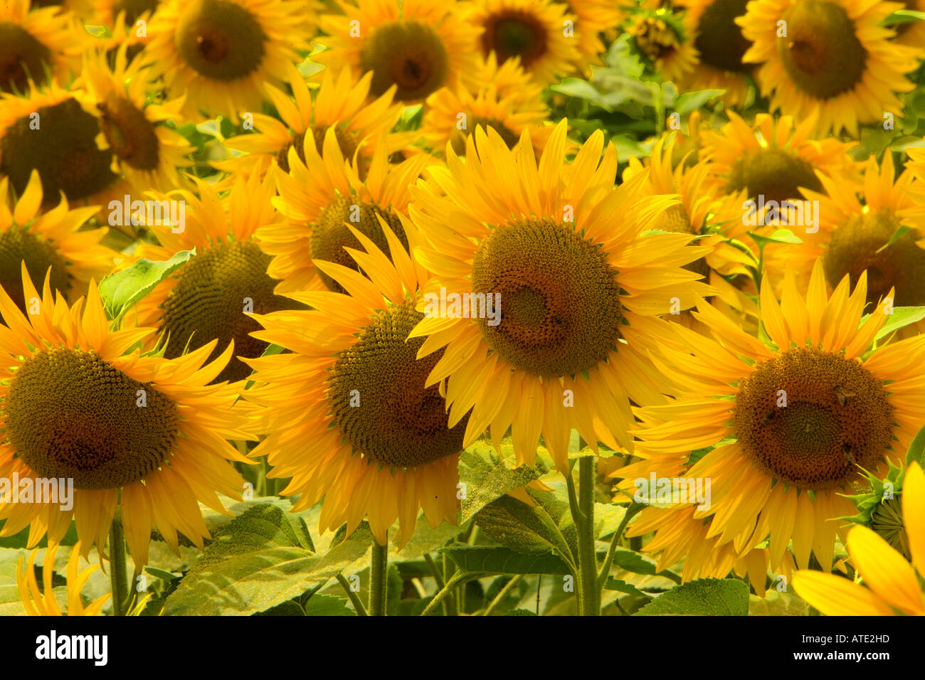 Sonnenblumen im Anbau, Provence, Frankreich Stockfoto