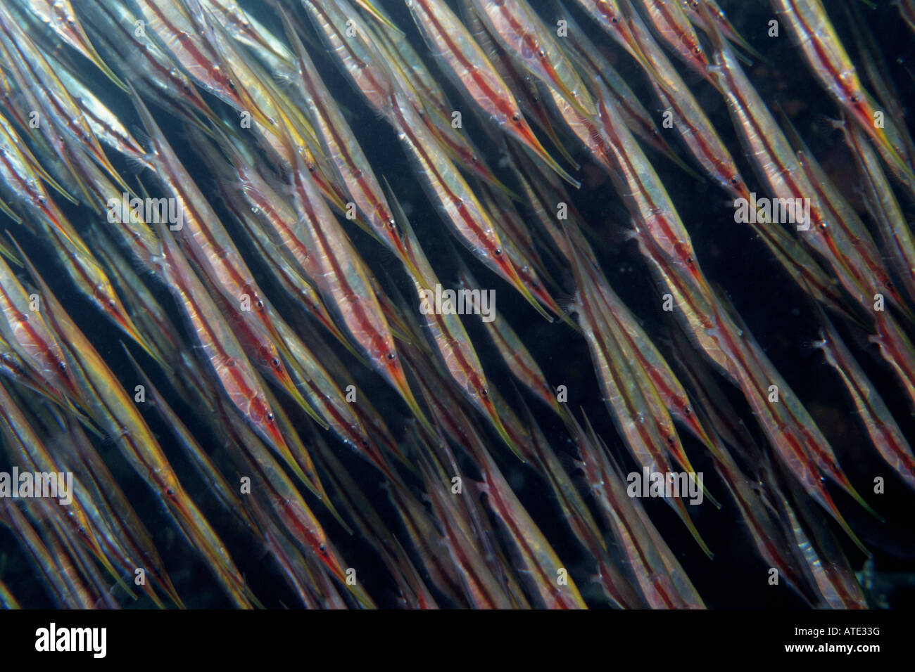 Koralle Shrimpfish Aeoliscus strigatus Stockfoto