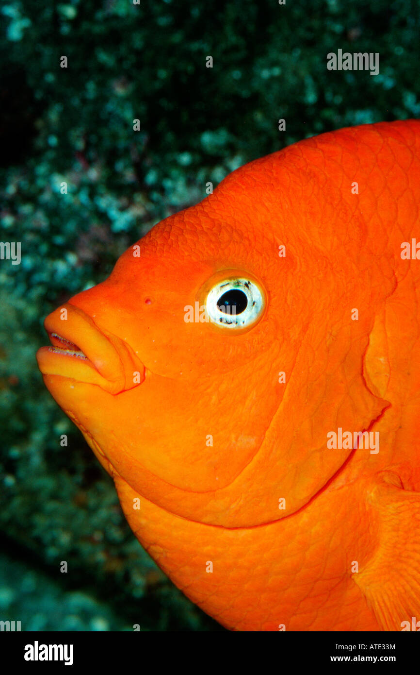 Garibaldi Hypsypops Rubicundus leuchtende Orange und allgemein in gefunden Seetangwälder California Pacific Ocean Stockfoto