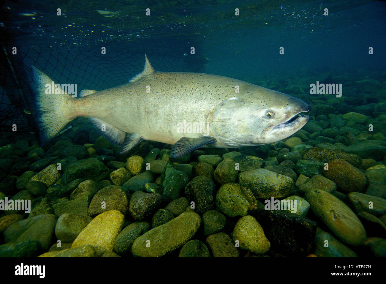 Chinook Lachs Chilko River British Columbia Stockfoto