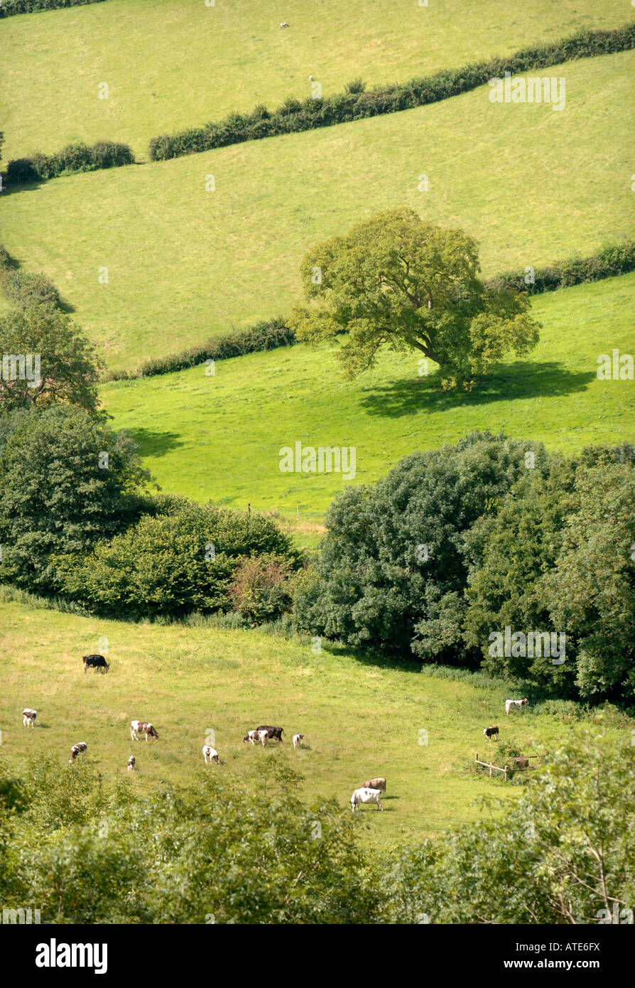 BLICK AUF EINEM COTSWOLD-TAL IN DER NÄHE VON ULEY IN GLOUCESTERSHIRE MIT GRASENDEN MILCHKÜHEN UK Stockfoto