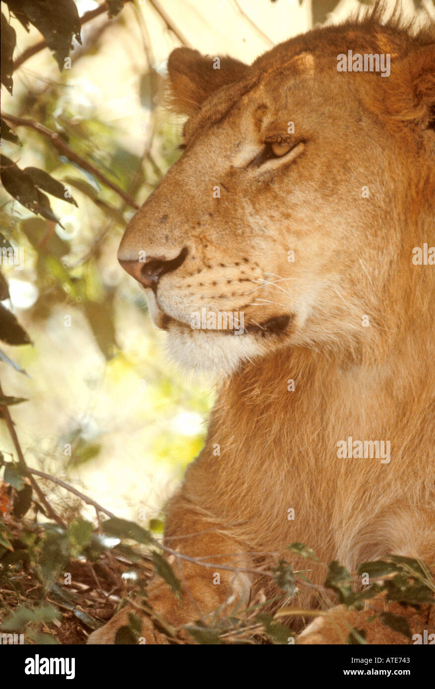 Löwe Masai Mara Kenia Afrika Stockfoto
