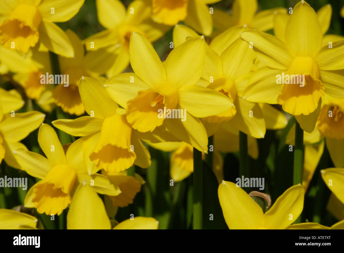 Narzissen-Blüten im Frühjahr Stockfoto
