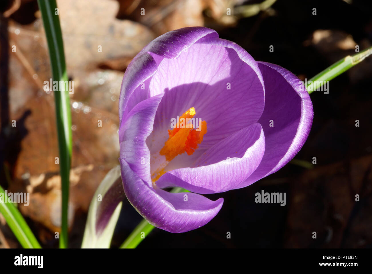 Krokus Blüte im Frühjahr Stockfoto