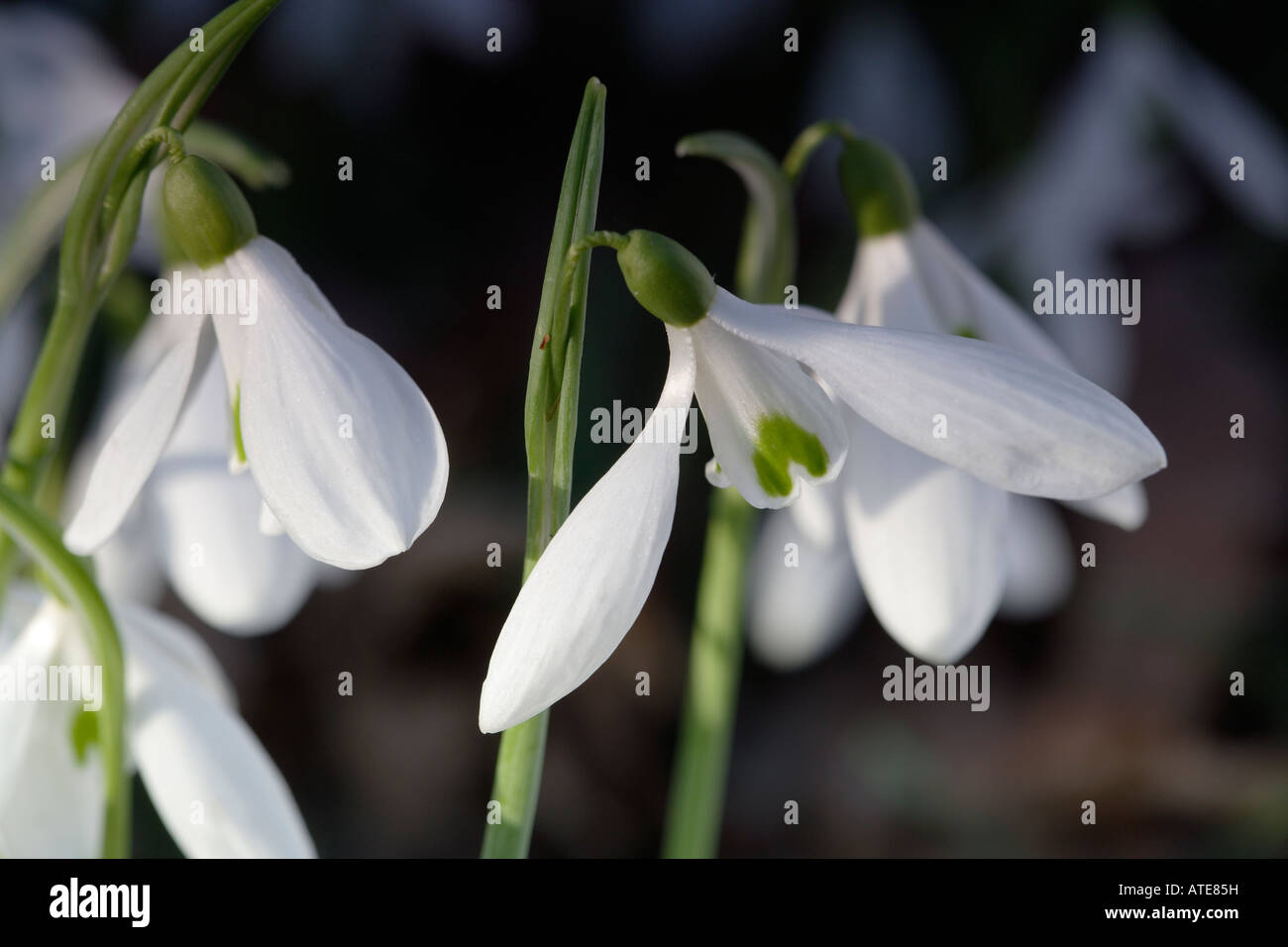 Schneeglöckchen-Blumen im Winter Februar England UK Stockfoto