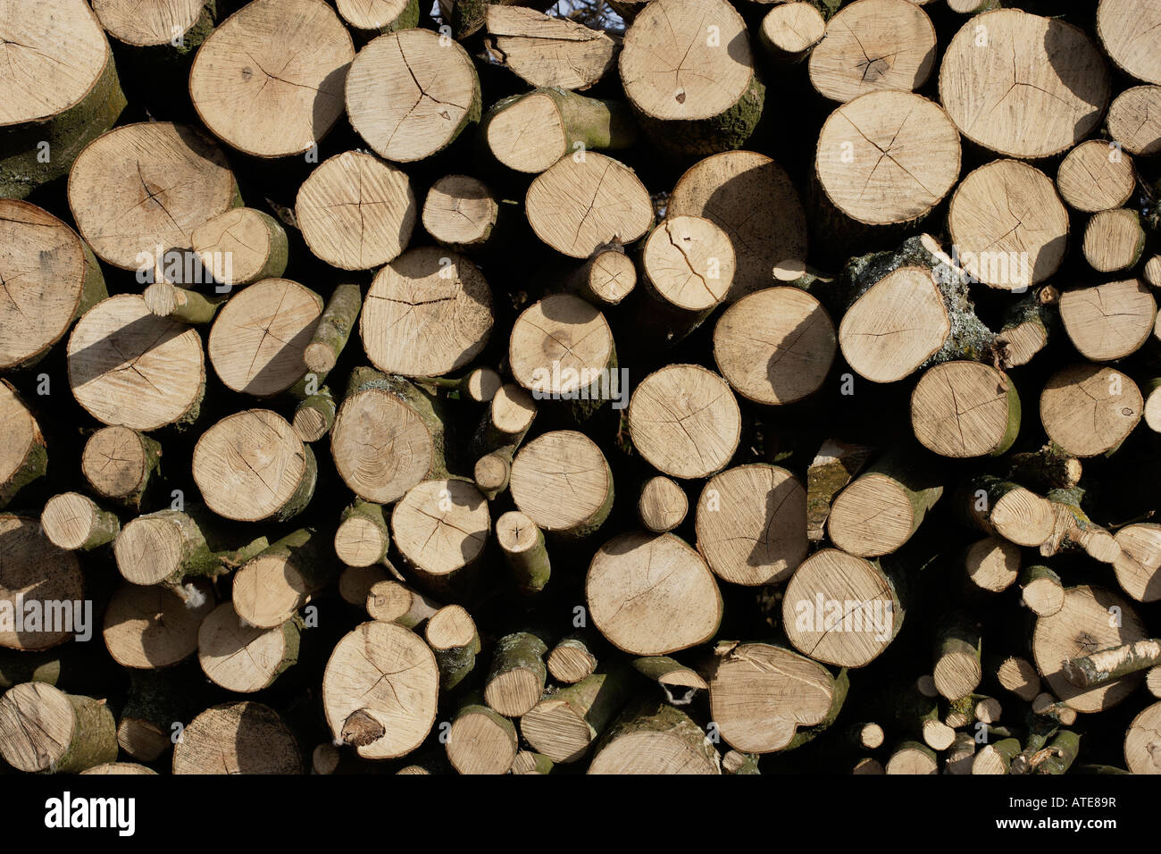 Eichenstämme in einem Stapel Stockfoto