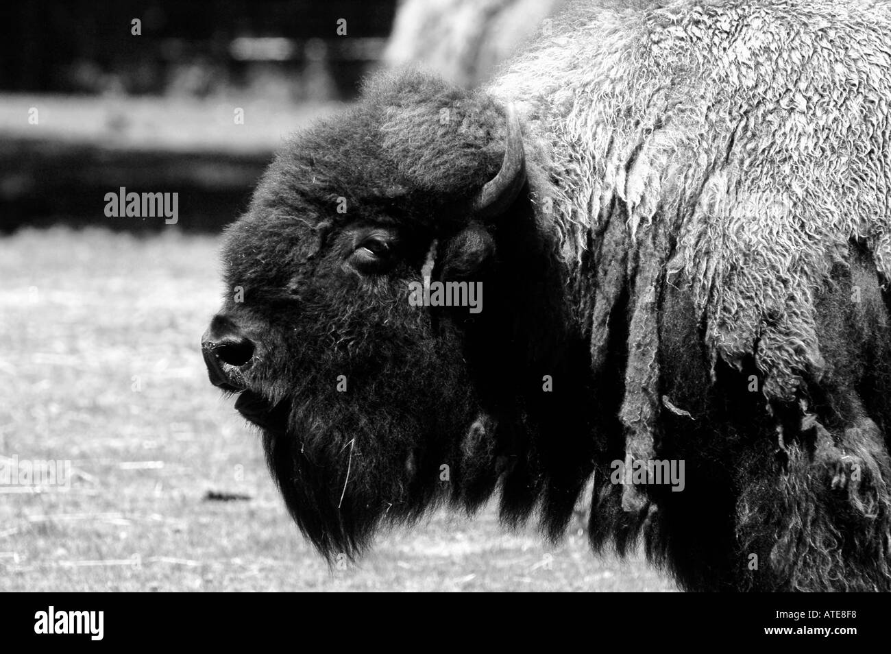North American Bison-Büffel Stockfoto