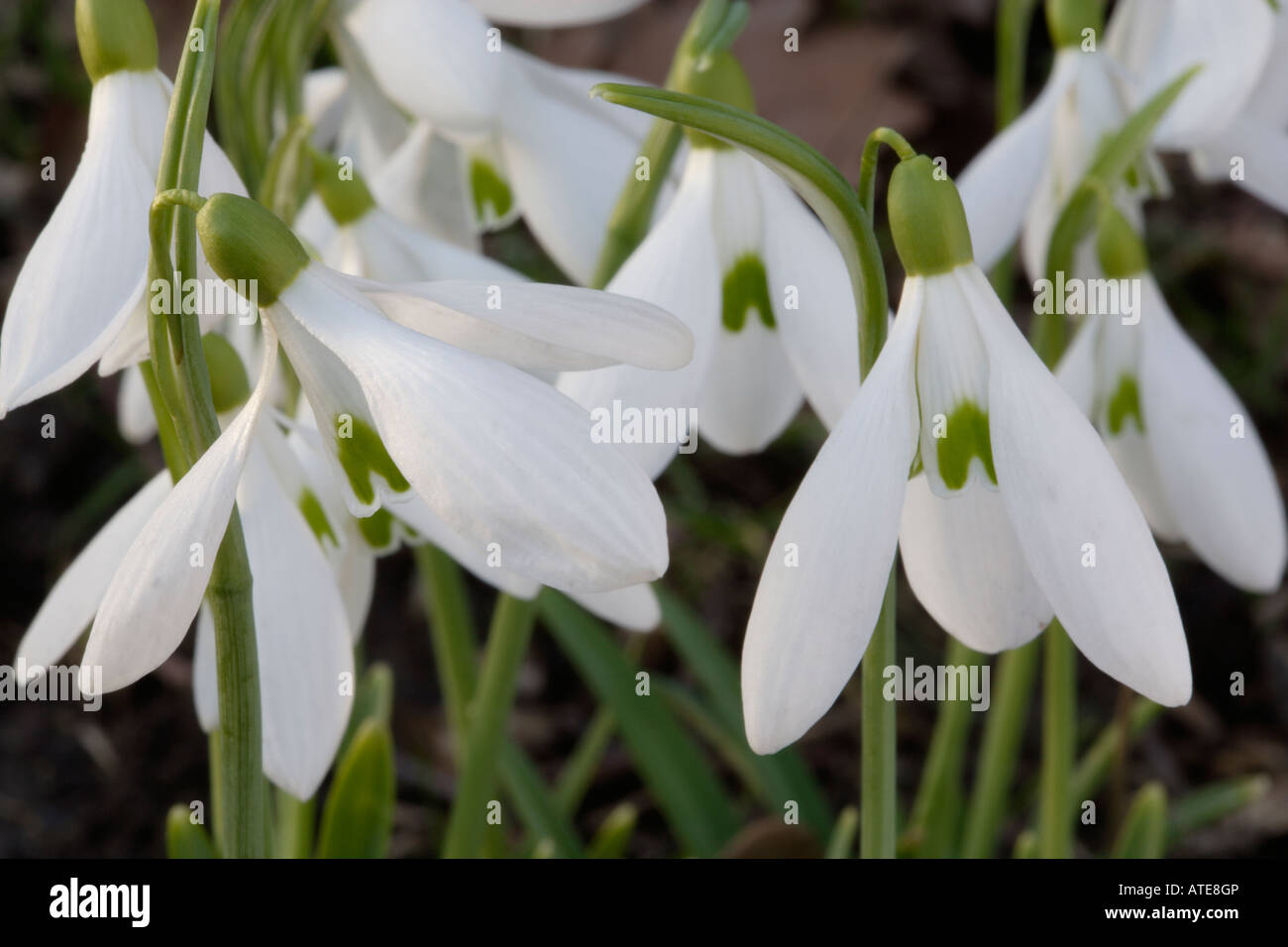 Schneeglöckchen-Blumen im Winter Februar England UK Stockfoto