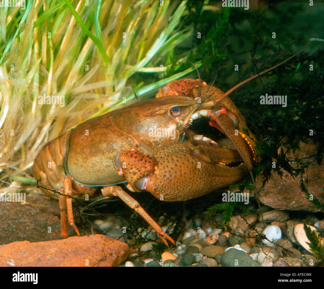 European crayfish Fotos und Bildmaterial in hoher Auflösung Alamy