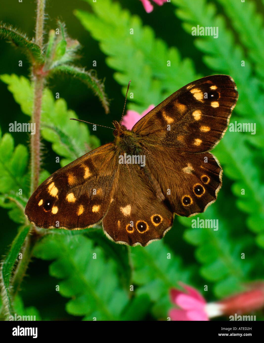 Gesprenkelte Holz Schmetterling Stockfoto