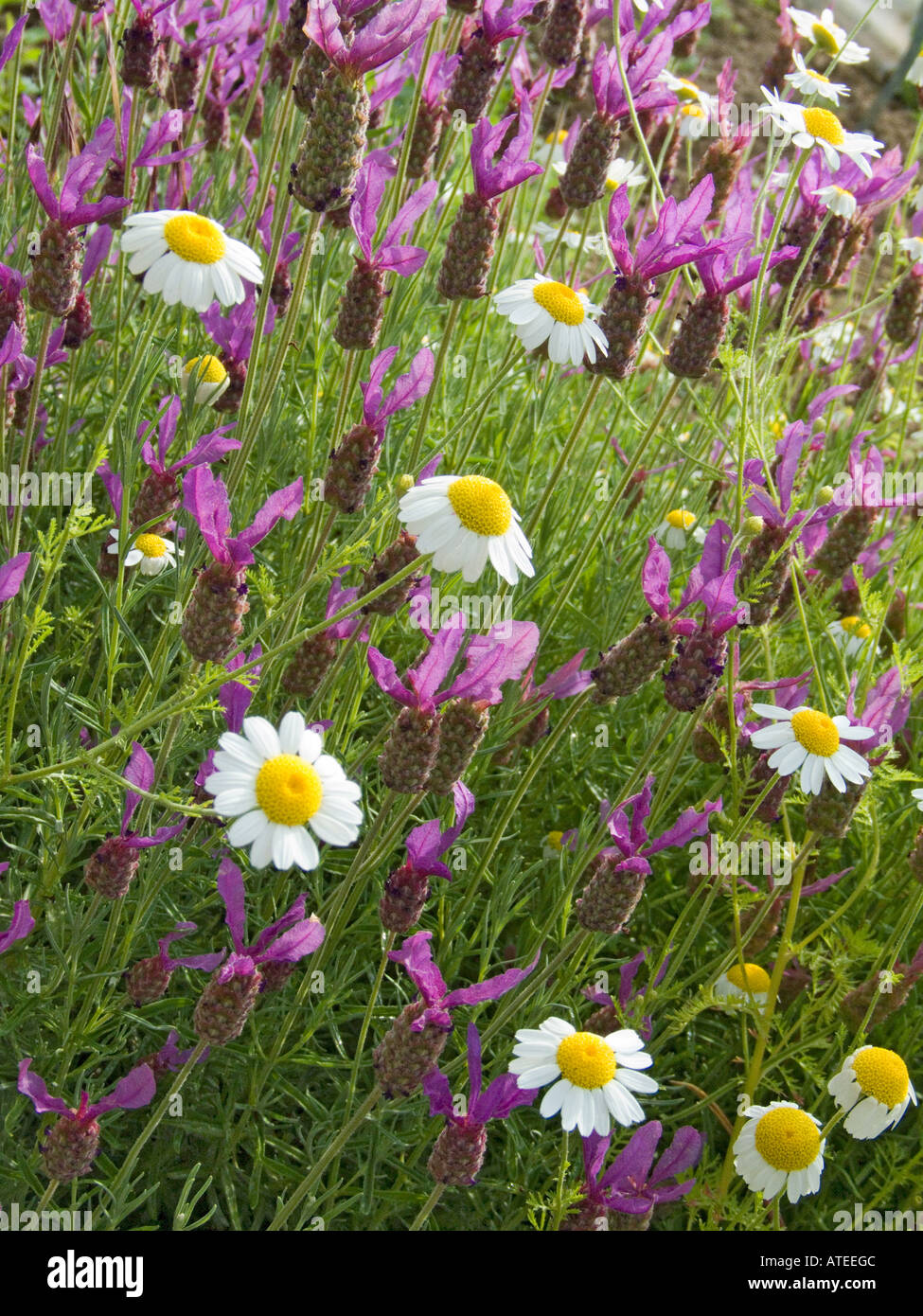 Lavendel und Gänseblümchen im Kräutergarten Stockfoto