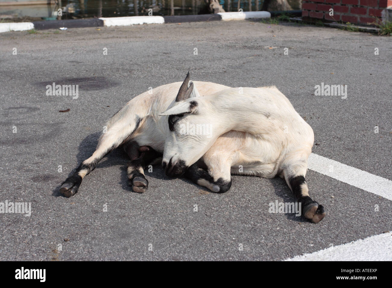 Eine Ziege in tiefen schlafen unter heißer Sonne auf Asphalt Stockfoto