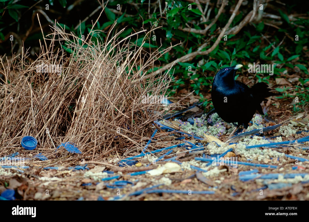 Satin Laubenvogel / Seidenlaubenvogel Stockfoto