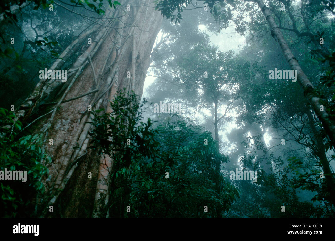 Tropischer Regenwald / Tropischer Regenwald Stockfoto