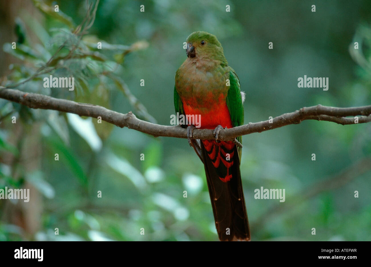 Australische König Papagei / Australischer Koenigssittich Stockfoto